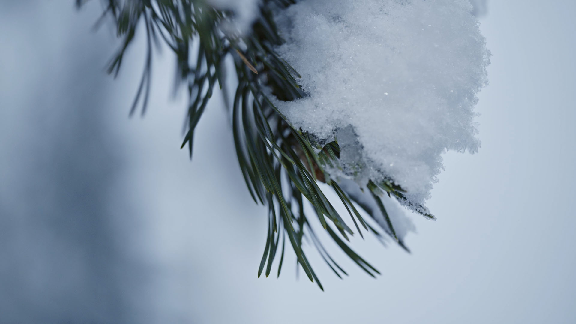 Metsä Tissue