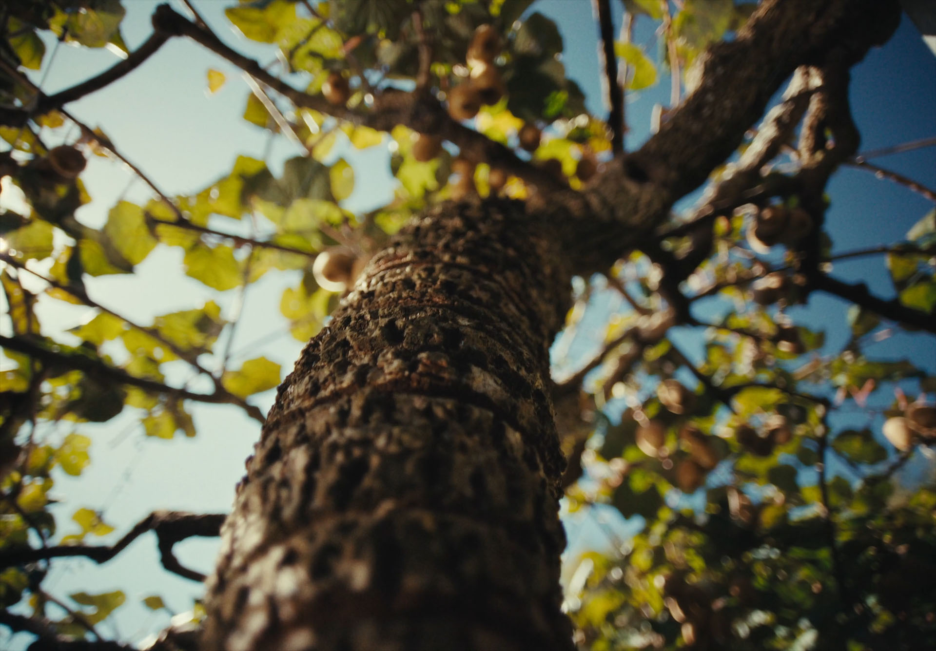 Zespri Organics